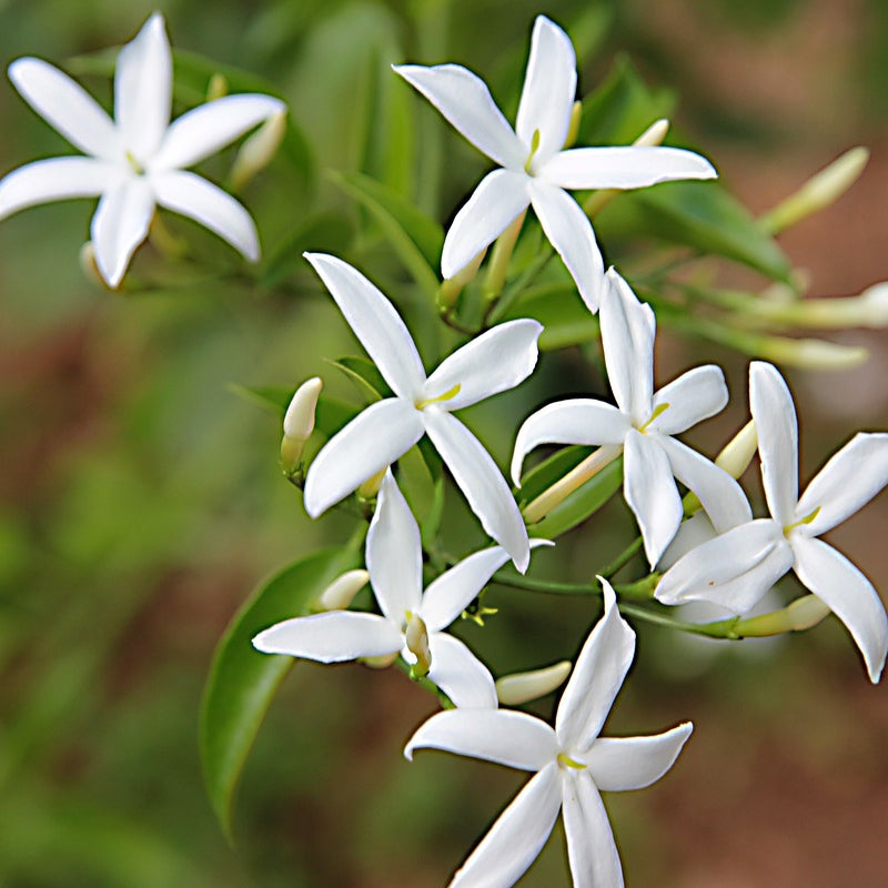Jasmin - Blüten