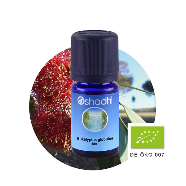 Eukalyptus globulus bio - Ätherisches Öl