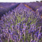 Lavendel - Blüten