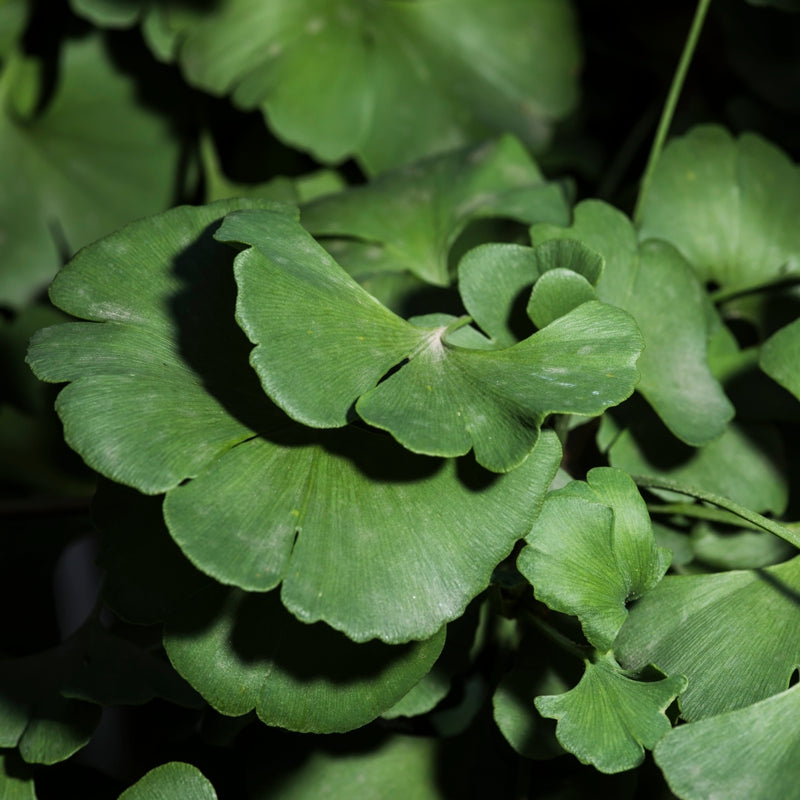 Ginkgo - Blätter