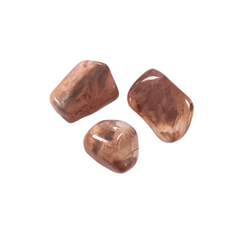 Versteinertes Holz Trommelstein