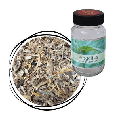 Angelika - Wurzel