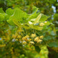 Linde - Blüten
