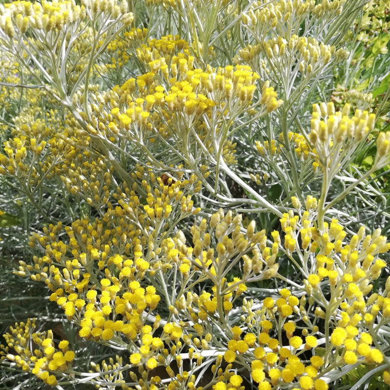 Immortelle - Blüten