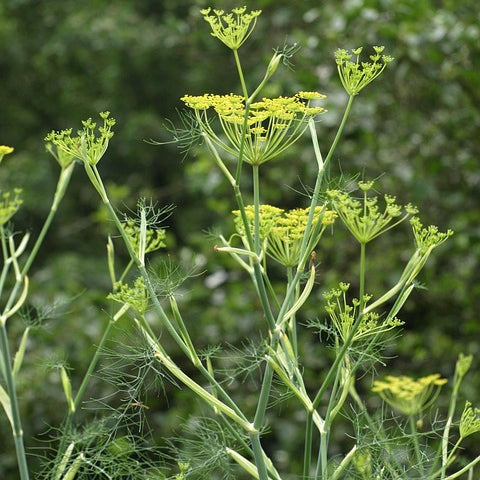 Fenchel - Samen