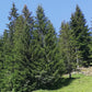 Fichte - Nadeln