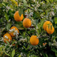 Orangenweihrauch - Harz & Orange