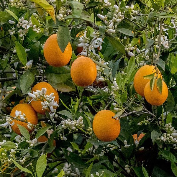 Orangenweihrauch - Harz & Orange