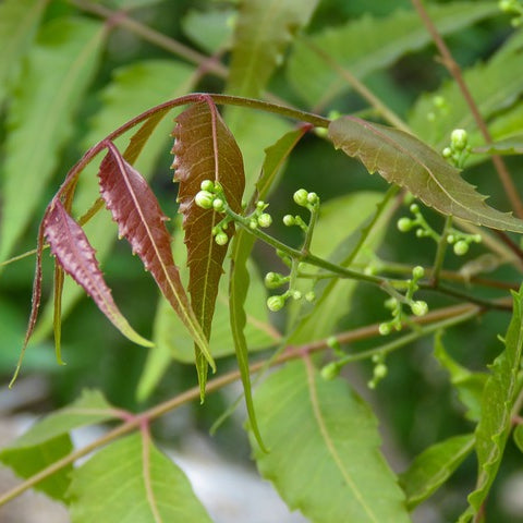 Neem - Blätter
