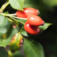 Hagebutte - Frucht