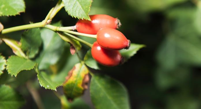 Hagebutte - Frucht