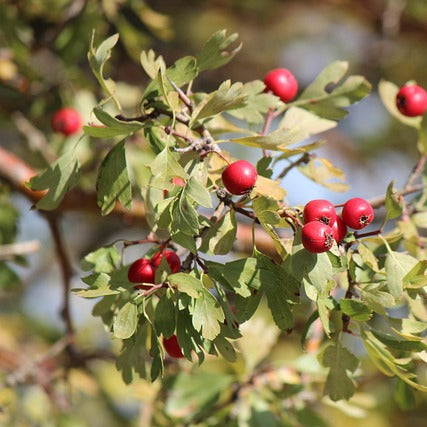 Weißdorn - Beeren