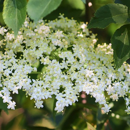 Holunder - Blüten