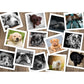 Hunde - 1000 Teile Puzzle - Box verblichen!