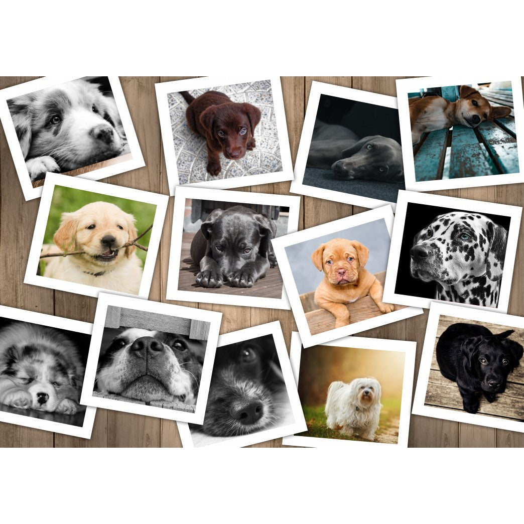 Hunde - 1000 Teile Puzzle - Box verblichen!