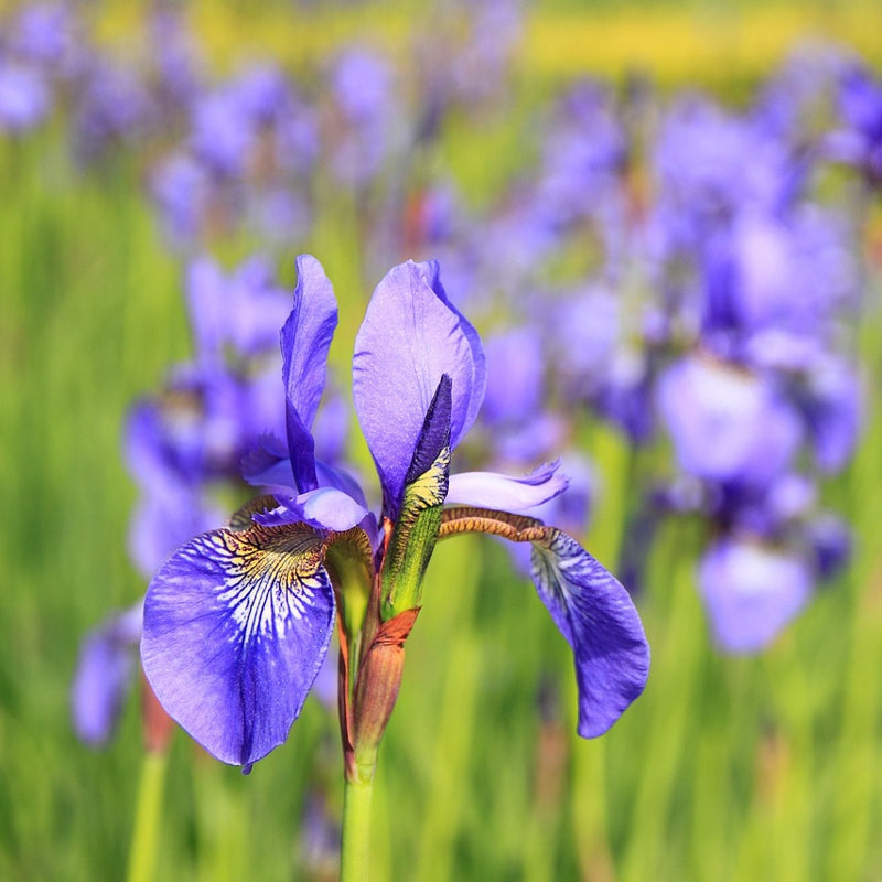 Iris - Wurzel