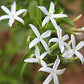 Jasmin - Blüten