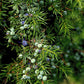Wacholder - Beeren
