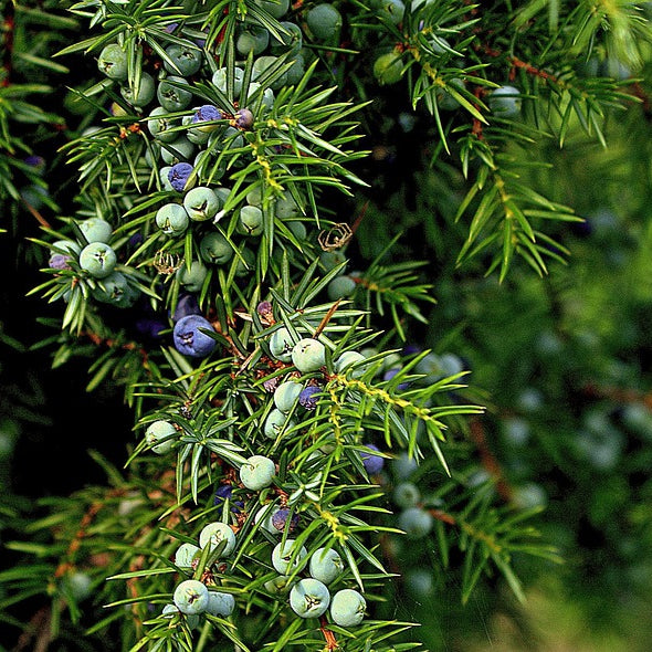 Wacholder - Beeren