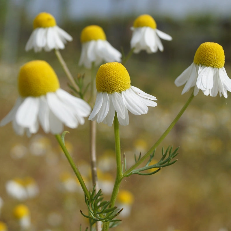 Kamille - Blüten
