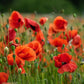 Klatschmohn - Blüten