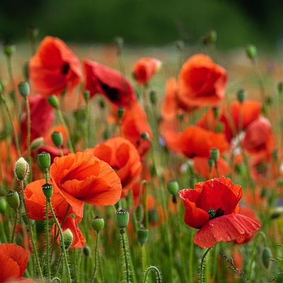 Klatschmohn - Blüten