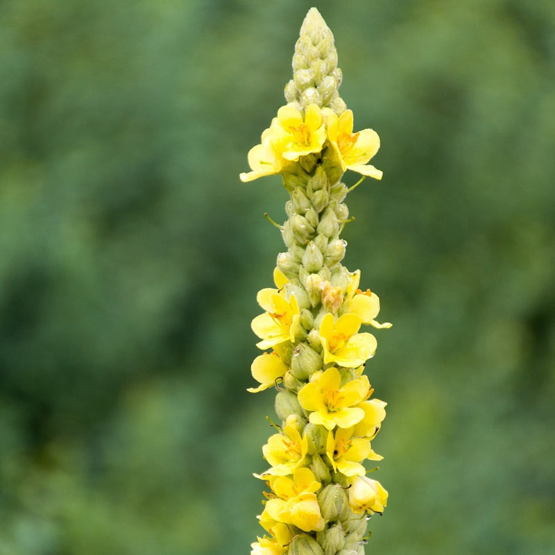 Königskerze - Blüten