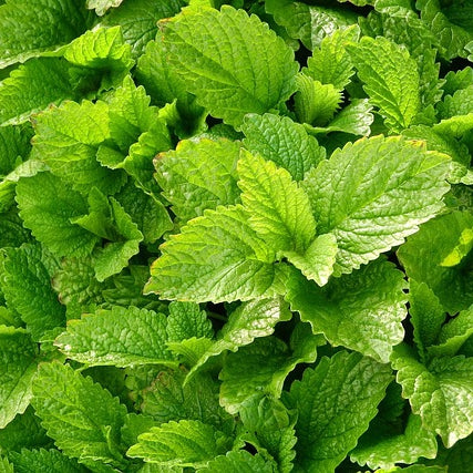 Melisse - Kraut