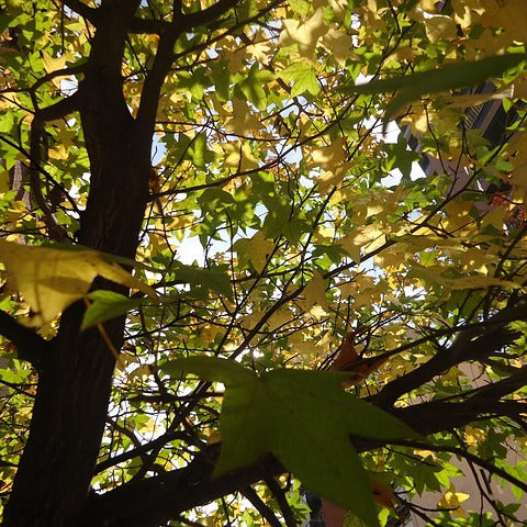 Styrax - Harz