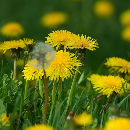 Löwenzahn - Blüten & Samen