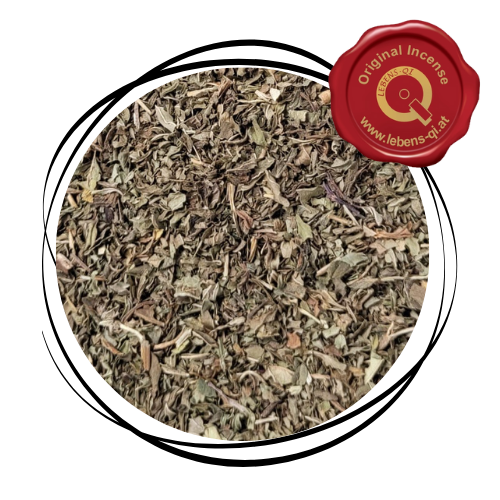 Minze - Kraut