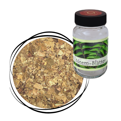 Neem - Blätter