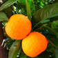 Orange - Schale