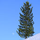 Zirbe - Harz