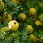 Quitte - Frucht