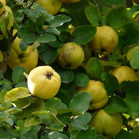 Quitte - Frucht