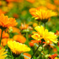 Ringelblume - Blüten