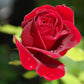 Rose - Blüten