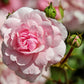 Rose rosa - Blüten