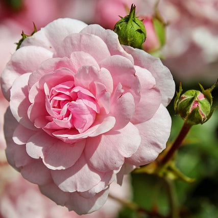 Rose rosa - Blüten