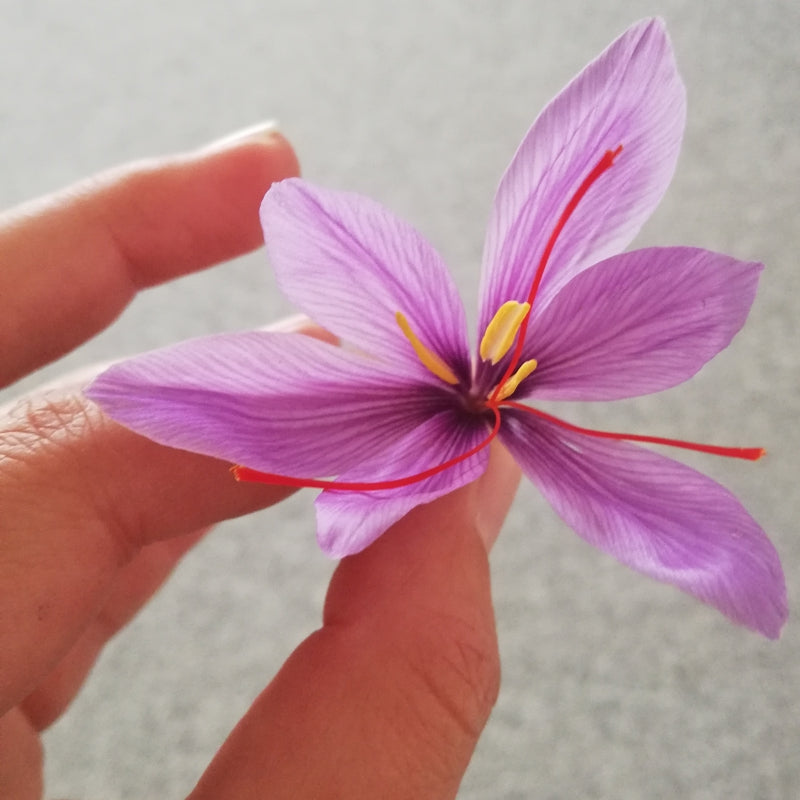 Safran-Krokus - Blüten
