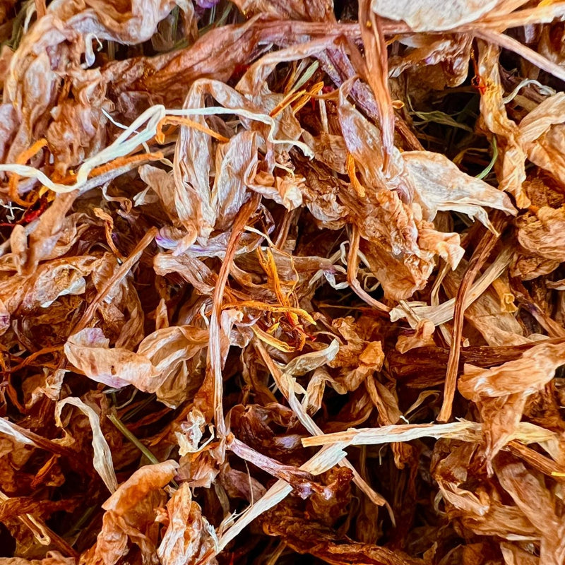 Safran-Krokus - Blüten