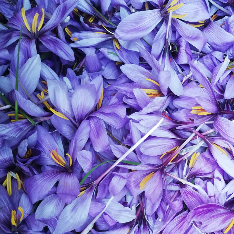 Safran-Krokus - Blüten
