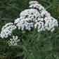 Schafgarbe - Blüten
