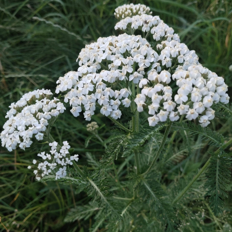 Schafgarbe - Blüten