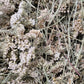 Schafgarbe - Blüten