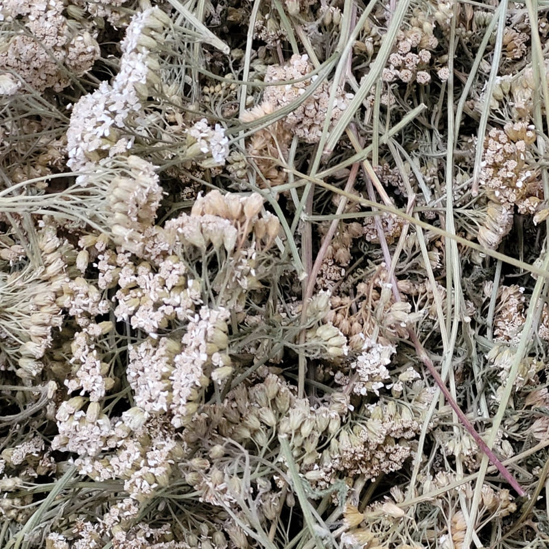 Schafgarbe - Blüten