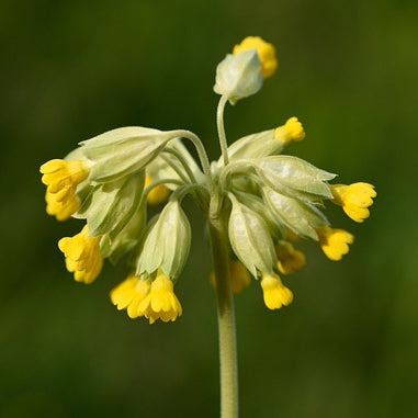 Schlüsselblume - Blüten