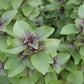 Tulsi - Kraut