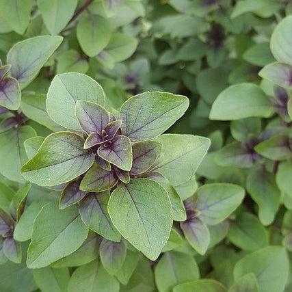 Tulsi - Kraut